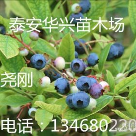 供应蓝莓苗  蓝莓苗价格 蓝莓苗基地