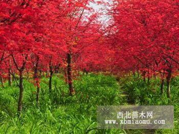 浙江日本紅楓基地