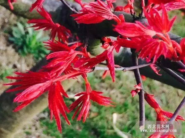 浙江日本紅楓基地