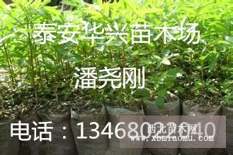 哪里的花椒苗规格全 数量大 价格低