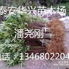 供应花椒苗 大红袍花椒苗 大红袍花椒苗价格