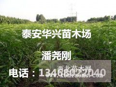 批发桃树苗 占地桃树苗，优质桃树苗，基地销售桃树苗