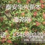 大紅袍花椒樹苗、新品種大紅袍花椒樹苗、大紅袍花椒樹苗價格