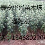 1公分红富士苹果苗价格 山东1公分苹果苗