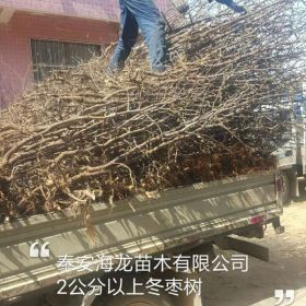 骏枣苗、骏枣枣树苗价格