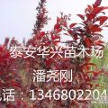 基地批發(fā)紅葉小李   紅葉李小苗價(jià)格  華興苗木場(chǎng)