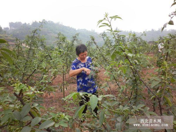 重慶九葉青花椒樹苗