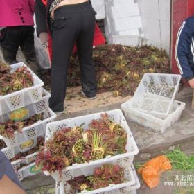 山西紅油香椿樹苗、山西大棚紅油香椿樹苗新品種