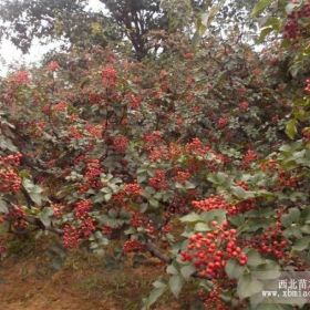 韓城大紅袍花椒樹樹苗