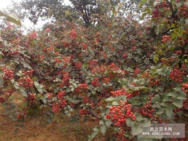 韓城大紅袍花椒樹苗