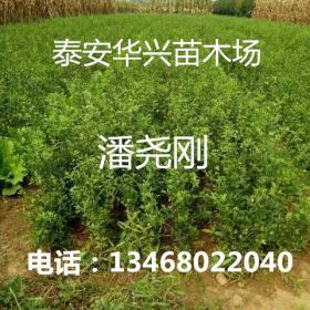 30-60公分枸橘苗多少钱？华兴苗木场大量供应