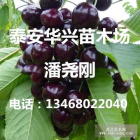 供应黑珍珠樱桃苗、黑珍珠大樱桃树苗价格