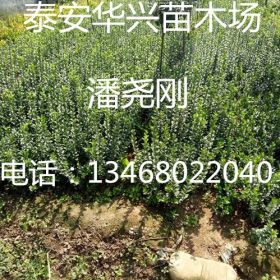 供应扶芳藤苗  扶芳藤苗价格  生产基地