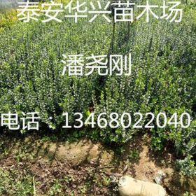 2016扶芳藤苗哪里好便宜？华兴苗木场