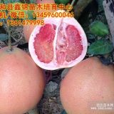 福建三紅蜜柚苗價(jià)格|在哪里買紅肉蜜柚苗|蜜柚苗多少錢一棵