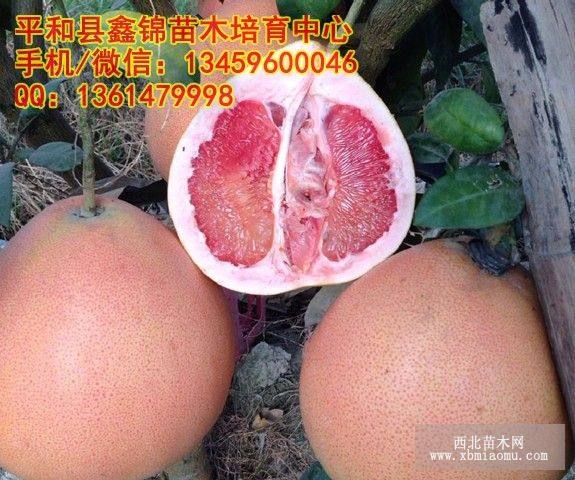 福建三紅蜜柚苗