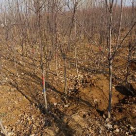 烟富10苹果苗、烟富10号苹果苗基地