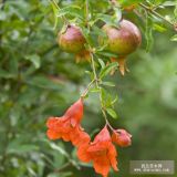 花石榴苗 花石榴苗报价