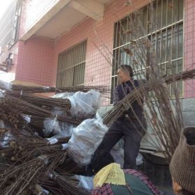 烟富8号苹果苗、苹果苗新品种