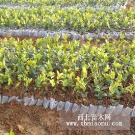 山茶樹苗,油茶嫁接種植技術(shù),油茶苗栽培,二年生油茶苗