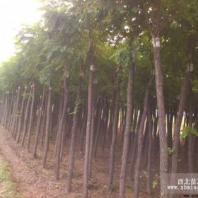 香花槐基地价格、供应香花槐报价、