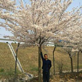 阳光樱花基地