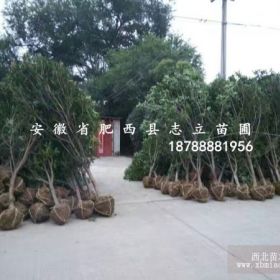 安徽桂花 合肥桂花 肥西桂花价格地径2-3-4cm大量供应