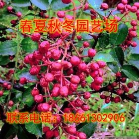 大型基地批發(fā)花椒苗 量大優(yōu)惠 產(chǎn)量高