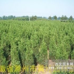 50公分蜀桧价格变更  0.5米蜀桧价格出新