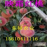 一年生映霜紅桃樹(shù)苗價(jià)格 極晚熟冬雪王桃樹(shù)苗基地 品種純