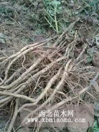 山西牡丹苗，一年生油用牡丹苗，牡丹苗前景