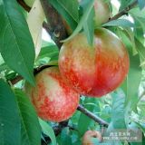 山東早紅珠桃苗價(jià)格 早紅珠桃苗量大從優(yōu)