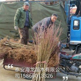 映霜红桃树苗、映霜红桃苗基地