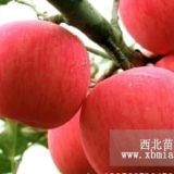 優(yōu)質(zhì)信濃紅蘋果苗 信濃紅蘋果苗價(jià)格 山東信濃紅蘋果苗批發(fā)