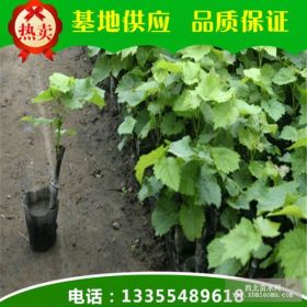 葡萄苗都是什么品種?葡萄苗價(jià)格？