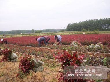 金森女貞苗