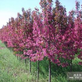 辽宁基地龙辉海棠4-6公分