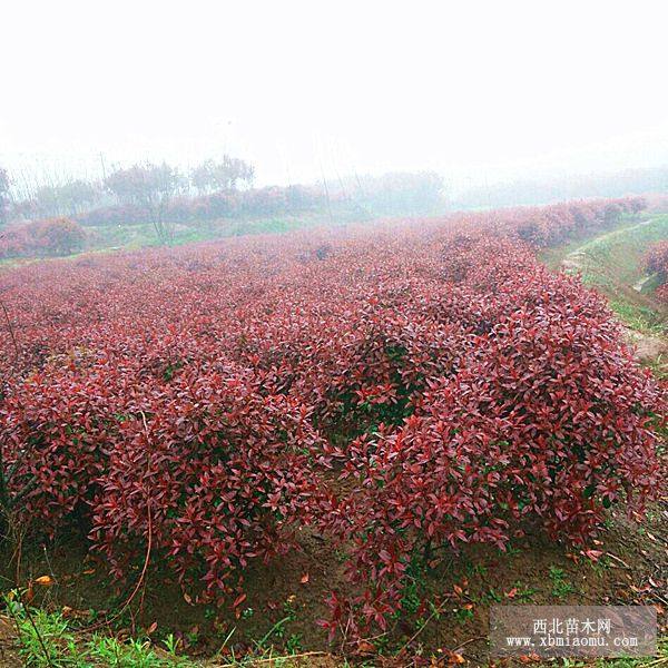 紅葉石楠價(jià)格