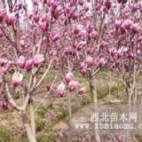 紫玉蘭苗圃價(jià)格參照表