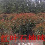 紅葉石楠球，紅葉石楠球價(jià)格