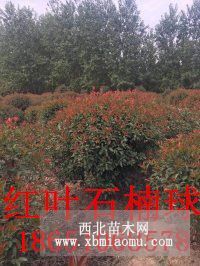 紅葉石楠球，紅葉石楠球價格