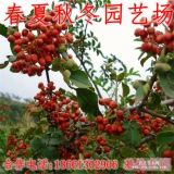 基地直供大紅袍花椒苗 九葉青無刺花椒苗 品種齊全量大優(yōu)