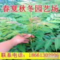 精選苗圃香椿苗 可盆栽可食用紅油香椿苗 95%以上成活率豐產(chǎn)