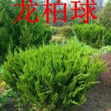 龍柏球價(jià)格，龍柏球產(chǎn)地，龍柏球哪里便宜