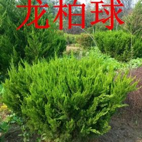 龍柏球價(jià)格，龍柏球產(chǎn)地，龍柏球哪里便宜