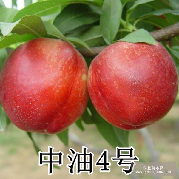 中油四號(hào)桃樹苗