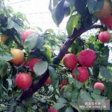 脆紅李子苗基地 脆紅李子苗報(bào)價(jià) 脆紅李子苗采購