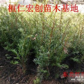 东北红豆杉小苗、东北红豆杉基地、红豆杉苗价格、辽宁红豆杉树苗