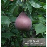 山東優(yōu)質(zhì)紅茄梨樹苗 紅茄梨樹苗無病害 紅茄梨樹苗易成活