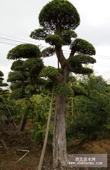 造型榆树